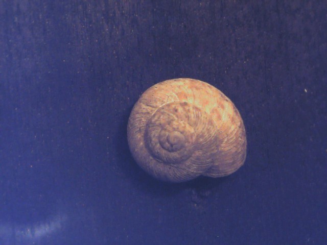Cernuella lineata ?